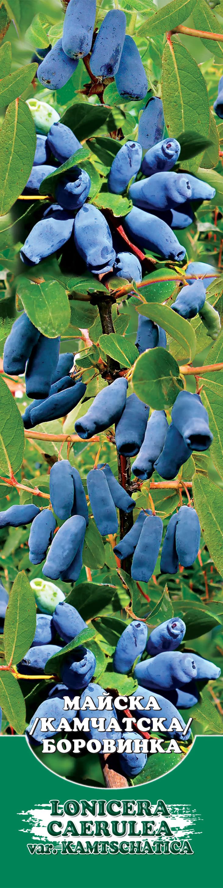 Боровинка Lonicera Caerulea 