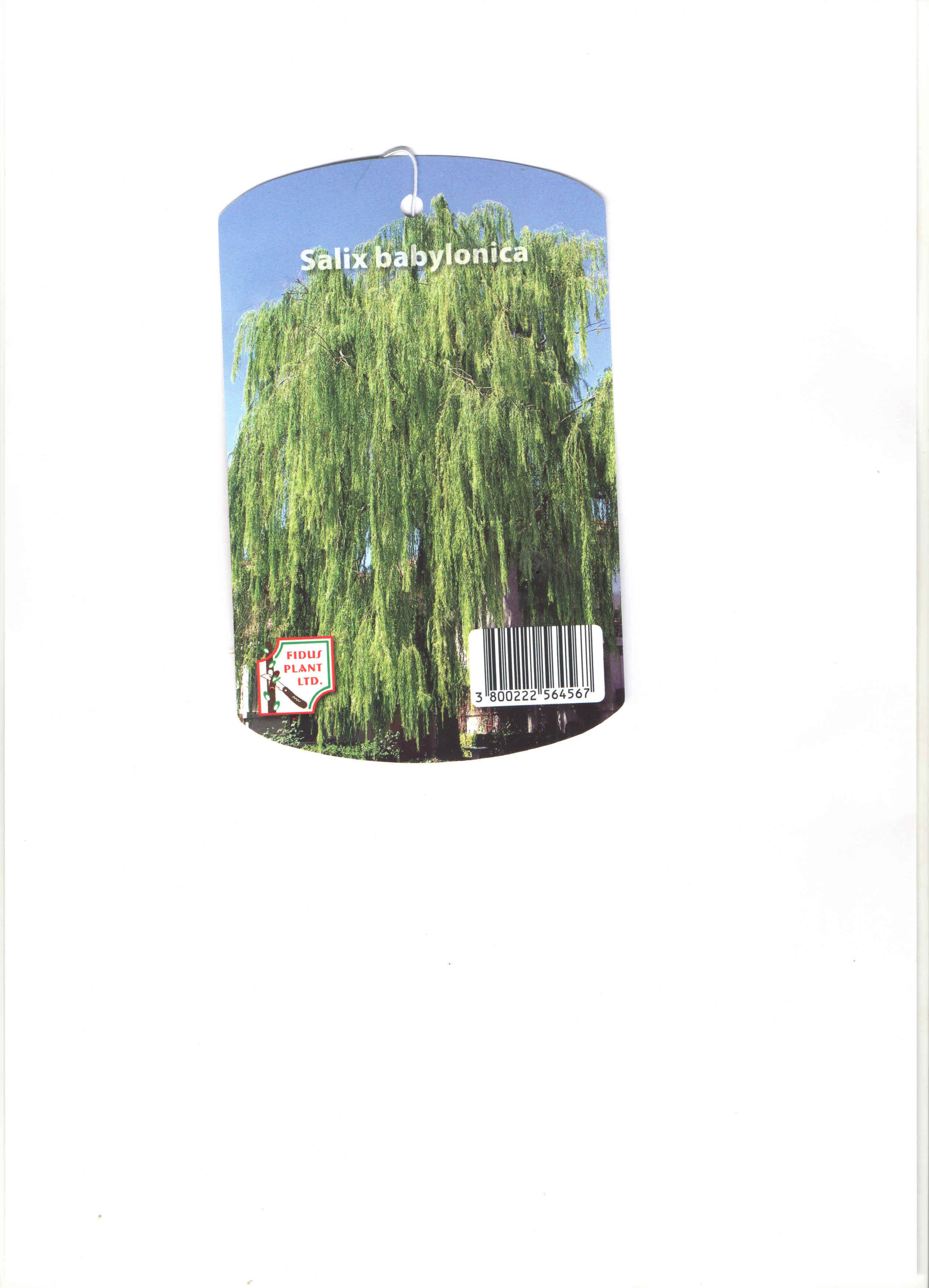 Върба Salix Babylonica 