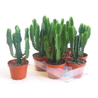 Еуфорбия Euphorbia triangularis