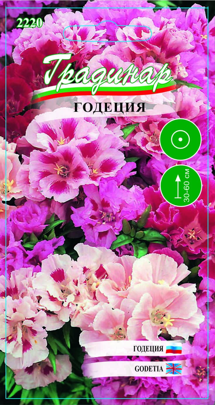 Семена за цветя Годеция Градинар
