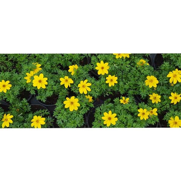 Биденс Bidens 9см