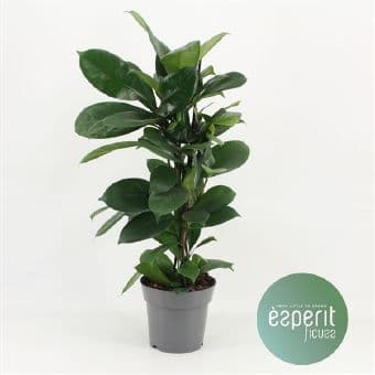 Фикус Ficus Cyathistipula C17