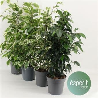 Фикус Ficus Royal C14