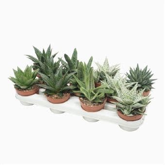 Алое IBH Aloe mix