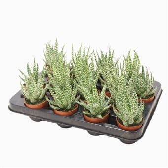Алое Aloe Humilis C7