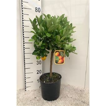 Цитрус Citrus calamondin C21