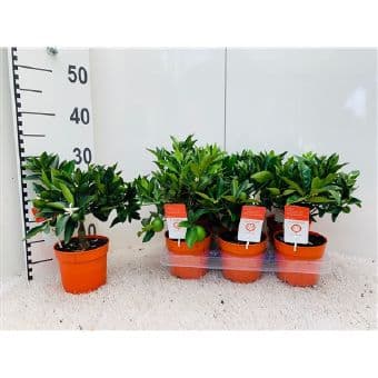 Цитрус Citrus fortunella C12