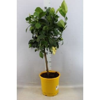 Цитрус Citrus lemon C21