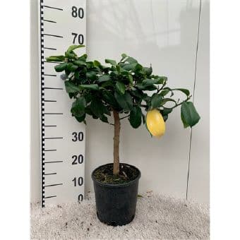Цитрус Citrus lemon C19