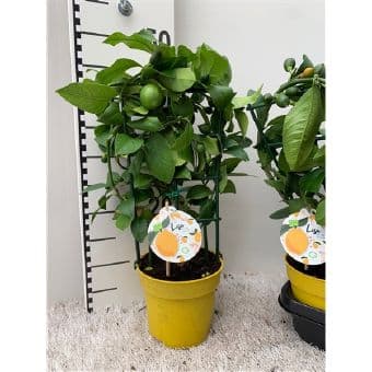 Цитрус Citrus lemon C15