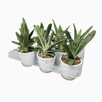 Гастерия Gasteria
