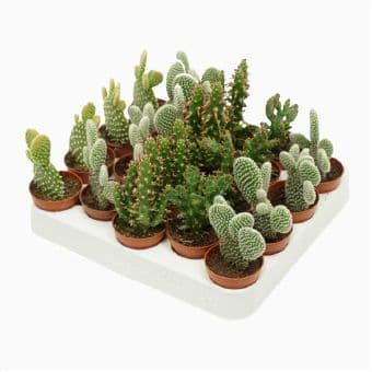 Опунтия Opuntia mix
