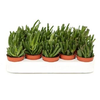Красула Crassula Hobbit