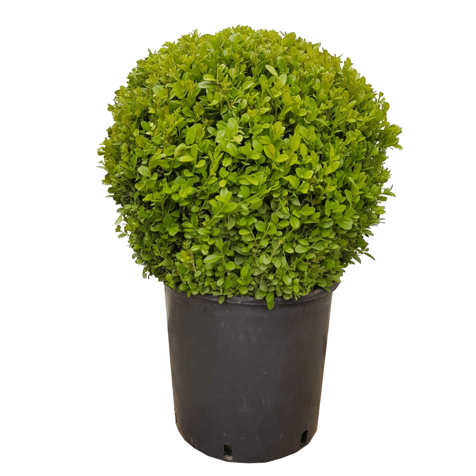 Чемшир топка Buxus ball 40см