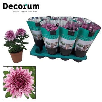 Хризантема Chrysant C13