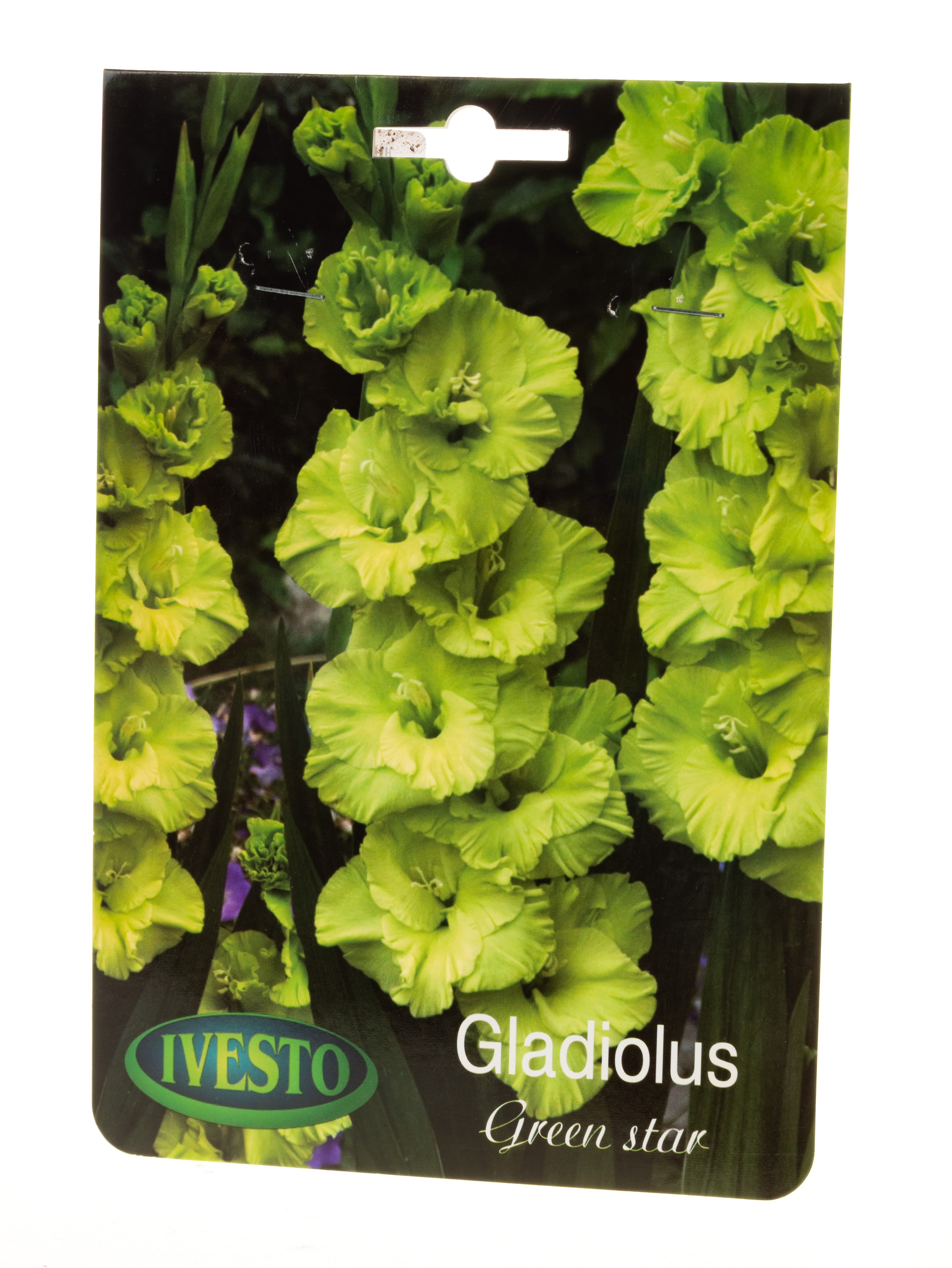 Луковици гладиола Green star 7077 Ivesto 