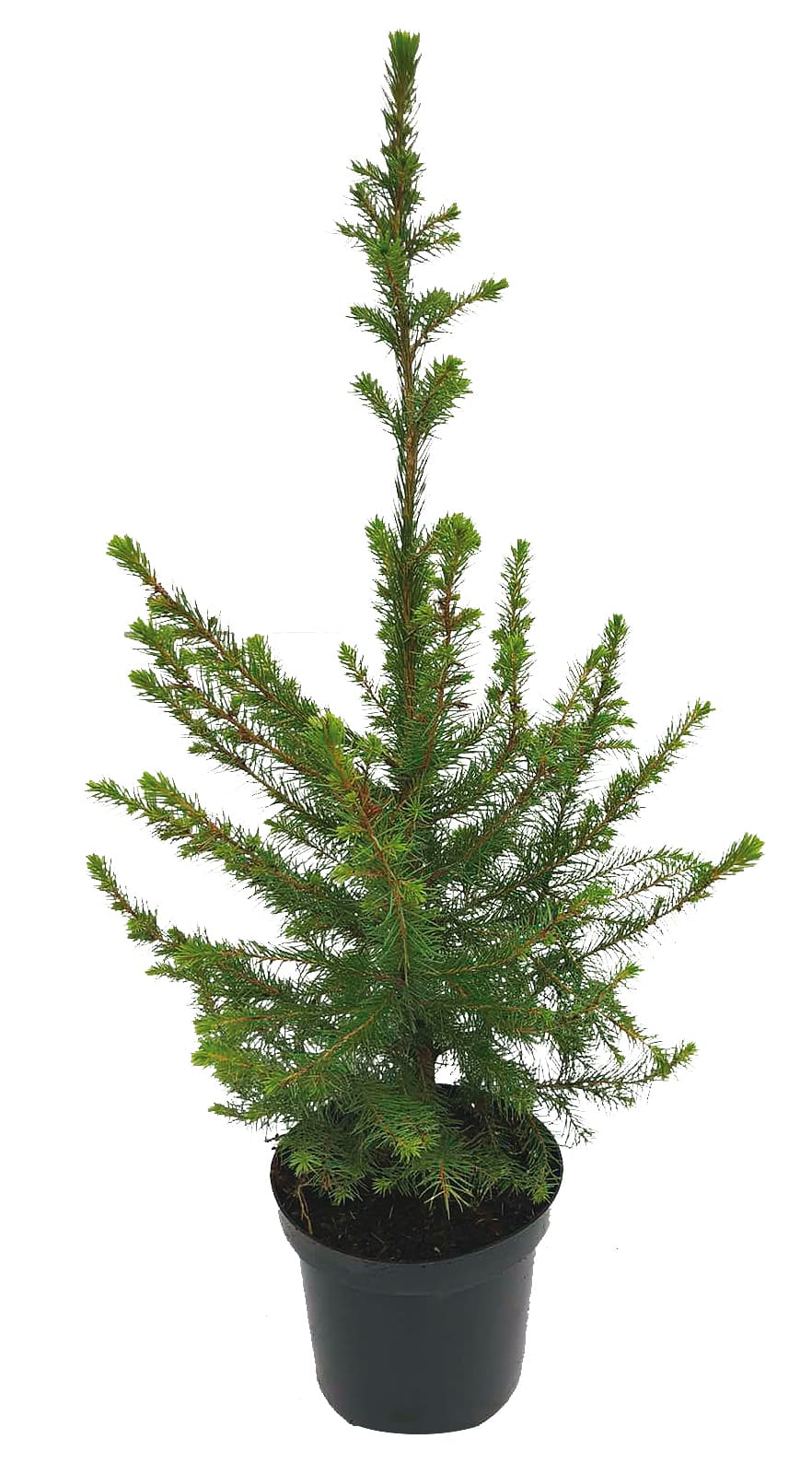 Иглолистно дърво Picea omorica 60/80см 5л