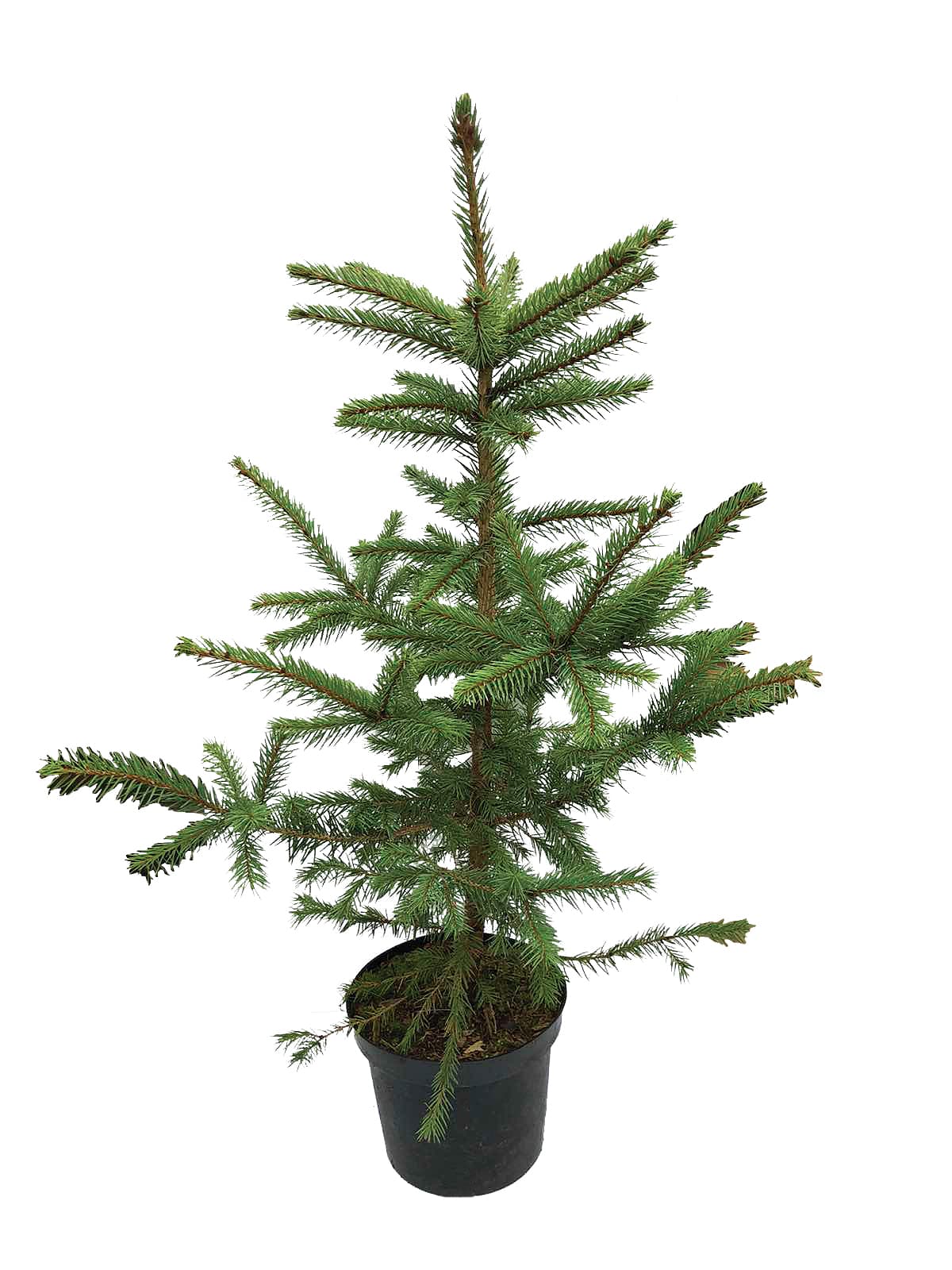 Иглолистно дърво Picea pungens Glauca 60/80см 3л