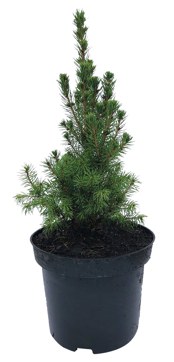 Иглолистно дърво Picea glauca Konica 20/30см 3л