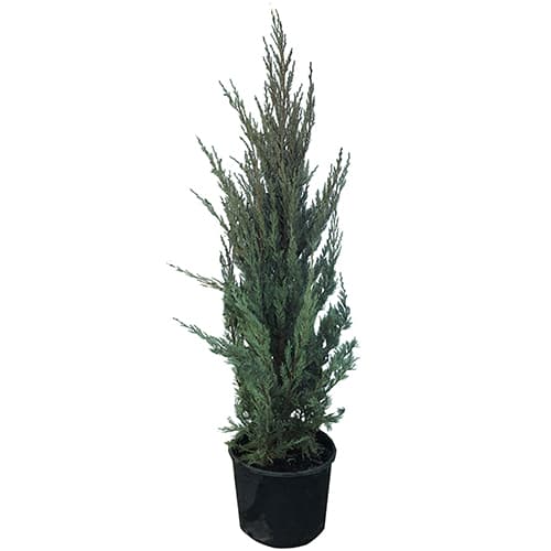 Юниперус Moonglow 140-160см / 10л