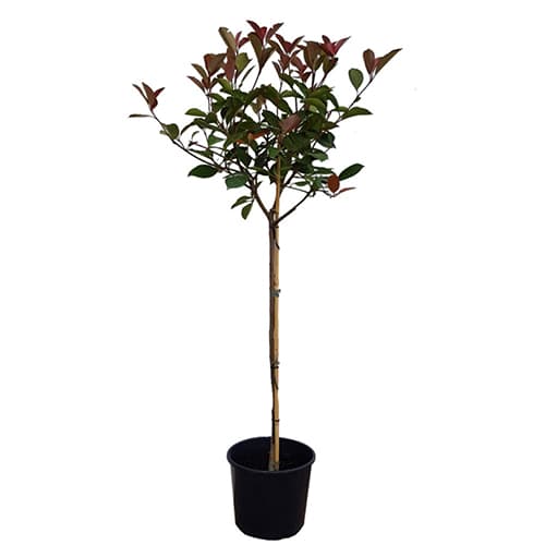 Фотиния Photinia Red Robin 1 Ball 80см / 7л