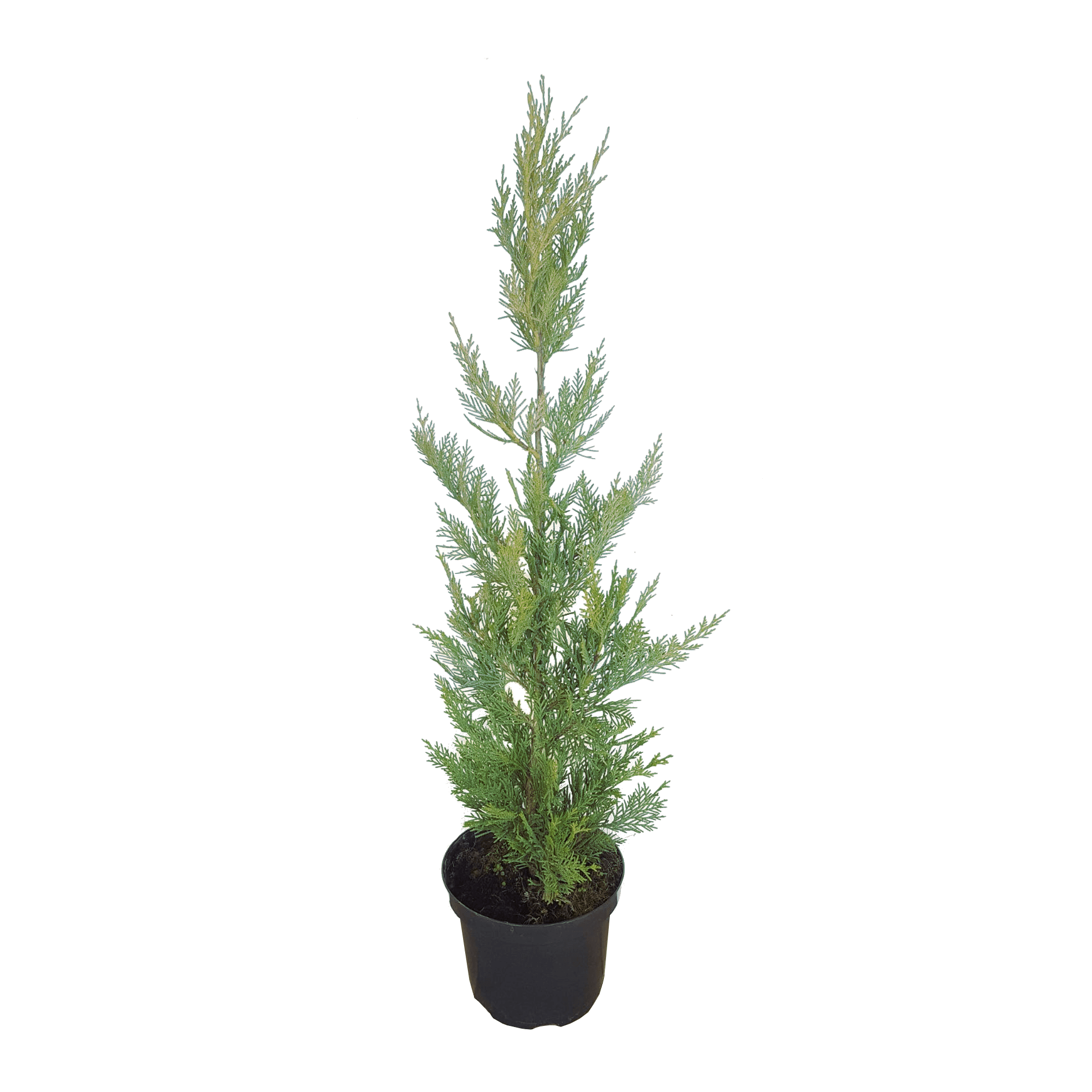 Лъжекипарис Cham.Laylandii 60см