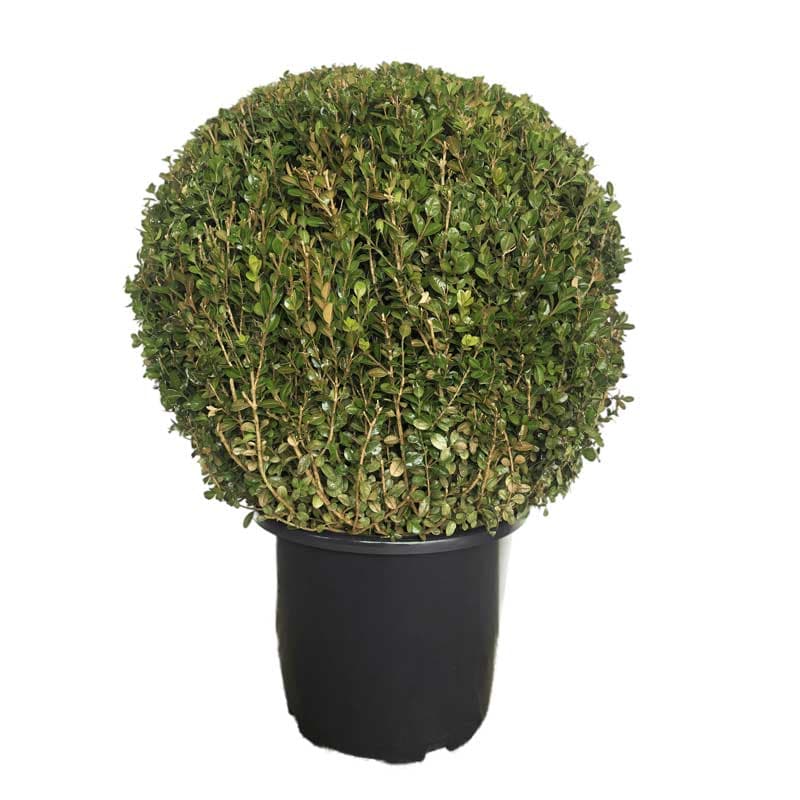 Чемшир топка Buxus ball 50+см