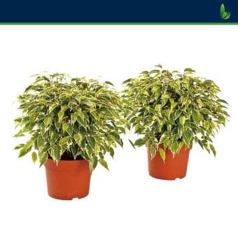 Фикус Benjamina Кinky C12
