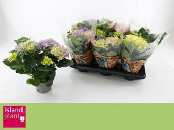 Хидрангея Hydrangea C13