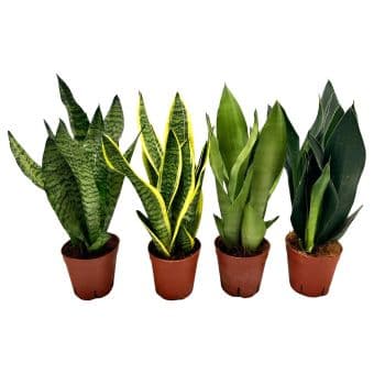 Сансевиерия Sansevieria C14