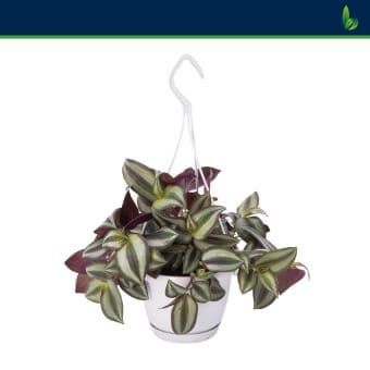 Традескантия Tradescantia C13