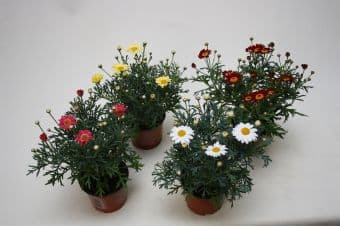 Аргирантемум Argyranthemum