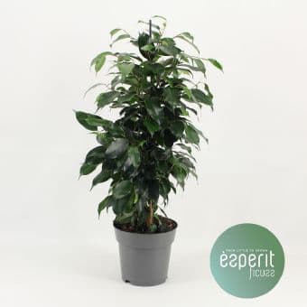 Фикус Ficus Danielle C17