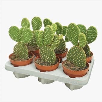 Опунтия Opuntia microdasys C12