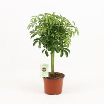 Шефлера Schefflera luseana C12