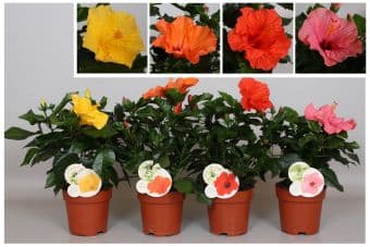 Хибискус Hibiscus C13