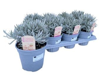 Лавандула Lavandula C14