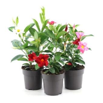 Дипладения Mandevilla C12