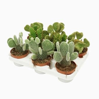 Опунтия микс Opuntia mix
