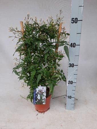 Жасмин Jasminum C12