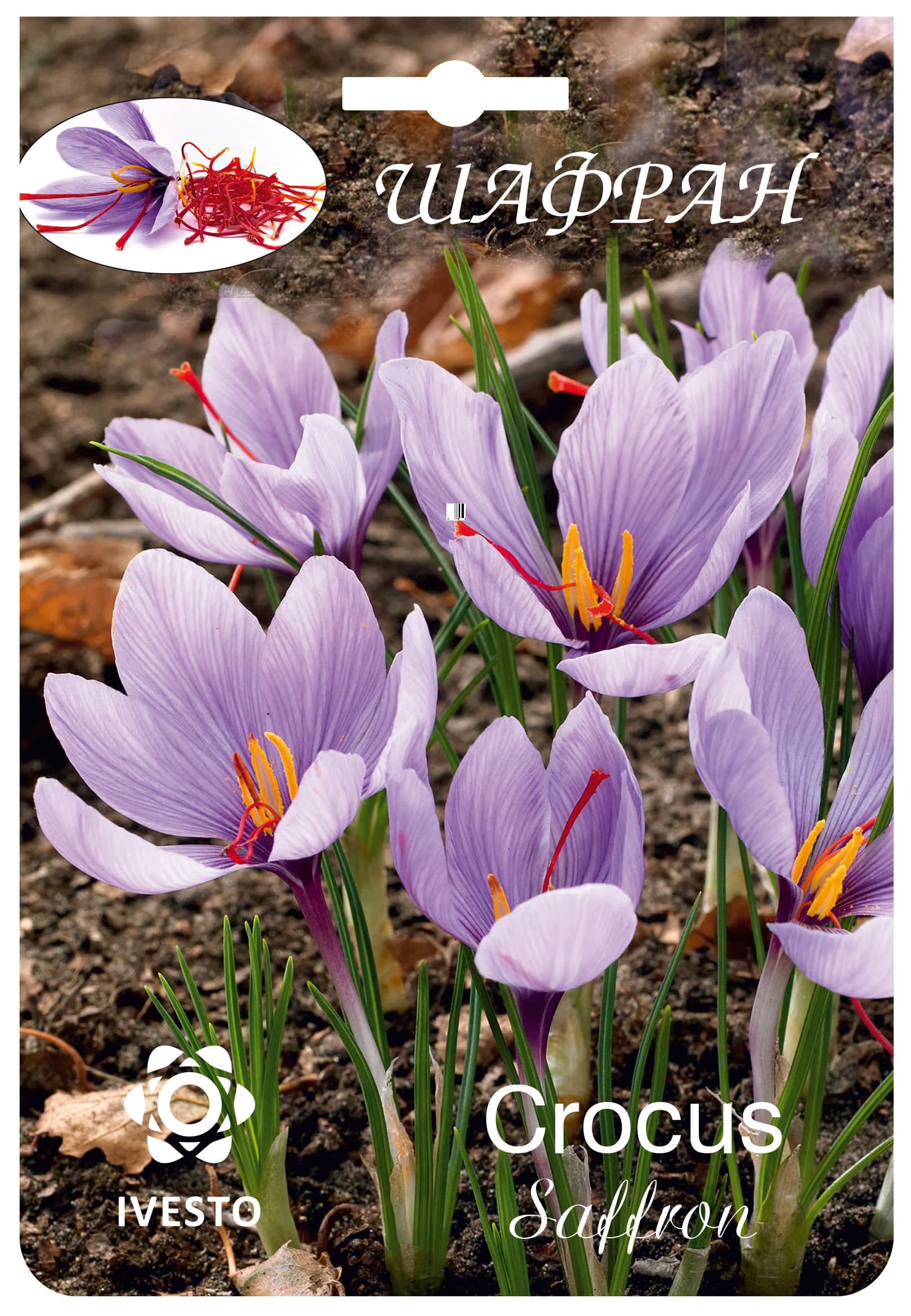 Цветни есенни луковици Crocus Saffron