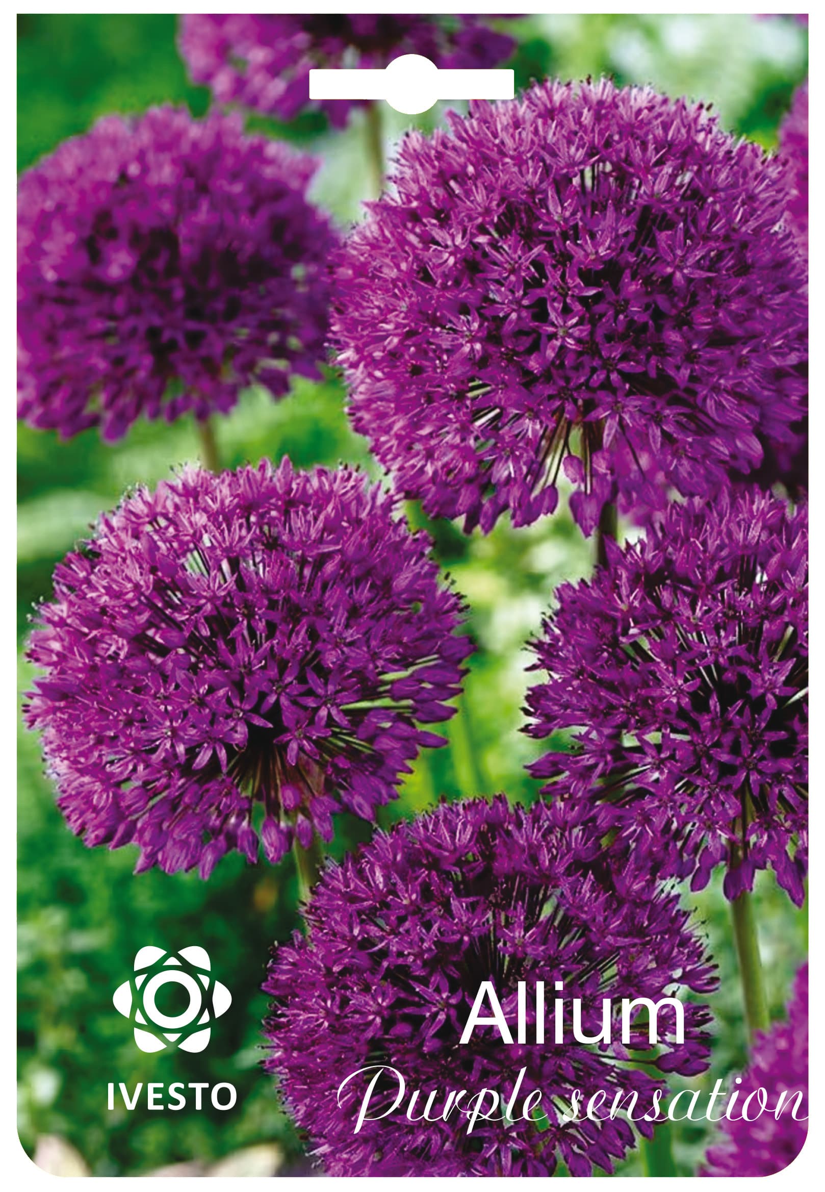 Цветни есенни луковици Allium Purple sensation