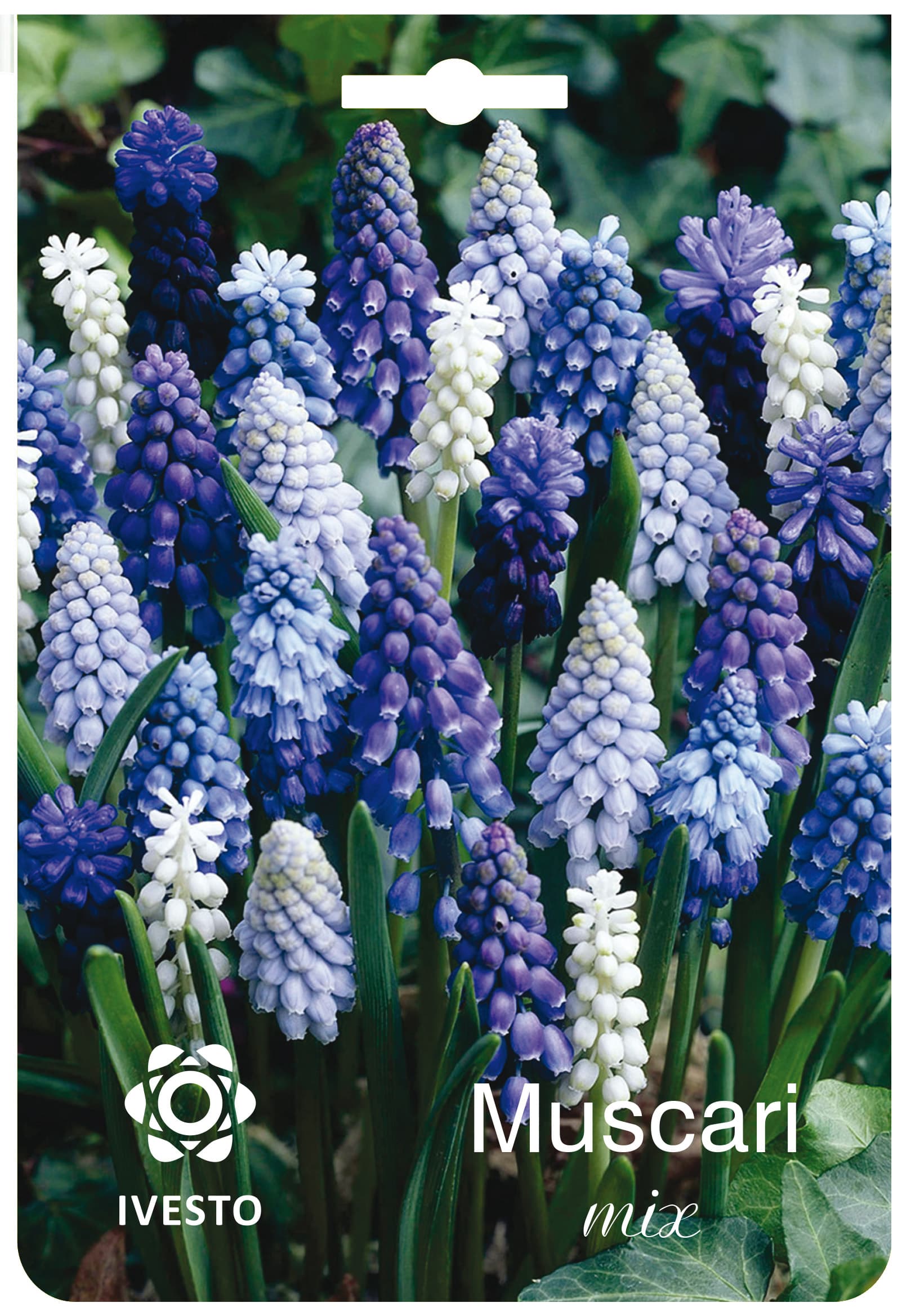 Цветни есенни луковици Muscari Mix