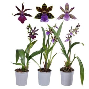 Орхидея Zygopetalum C12