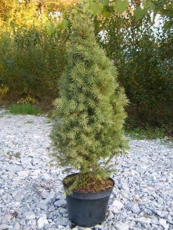 Пицея глаука Коника 40/50см 3л