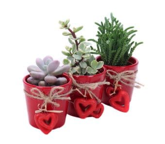 Сукулентни Succulents в керамична саксия