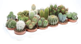 Кактуси микс Cactus mix