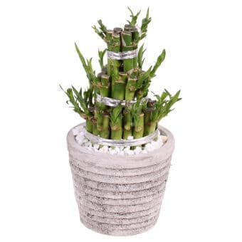 Бамбук в керамична саксия Lucky bamboo C11