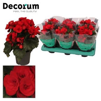 Бегония Begonia C13