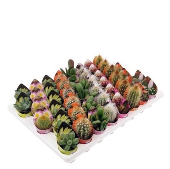 Микс кактуси и сукуленти Cactus/Succulent